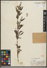 Foto von Salix purpurea L.